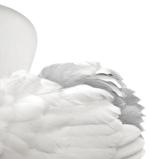 Swan_01